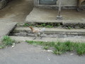DSC00248