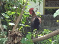 DSC00254