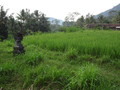 DSC00311