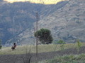 DSC00624