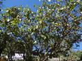 DSC00651