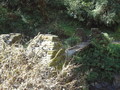 DSC00803