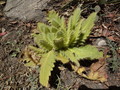 DSC00849