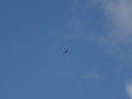 DSC01071