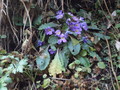 DSC01091